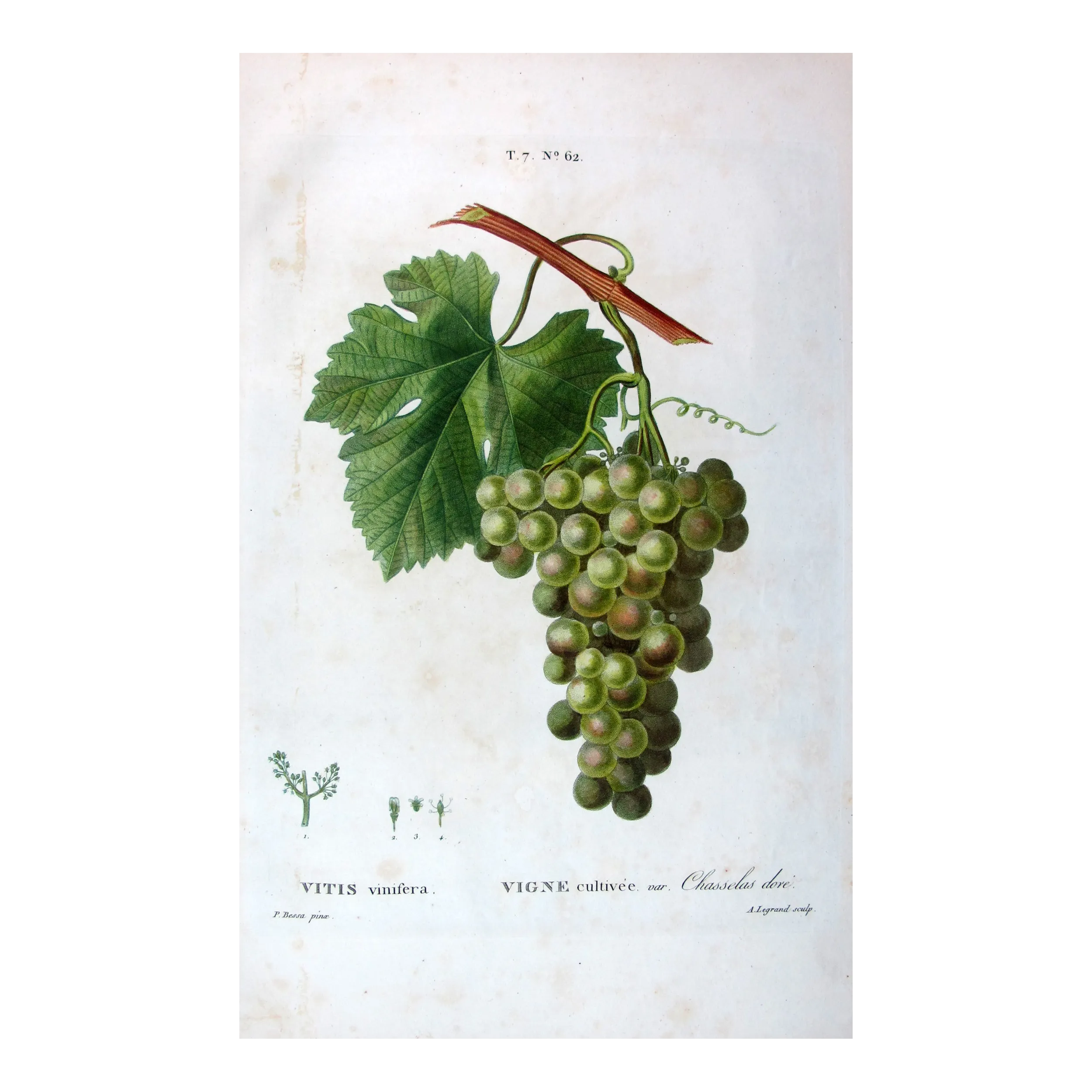 Antique Botanical Print – Pancrace Bessa – Golden Chasselas Grape