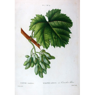 Common Grape Vine  Vitis vinifera | Bessa Botanical Print