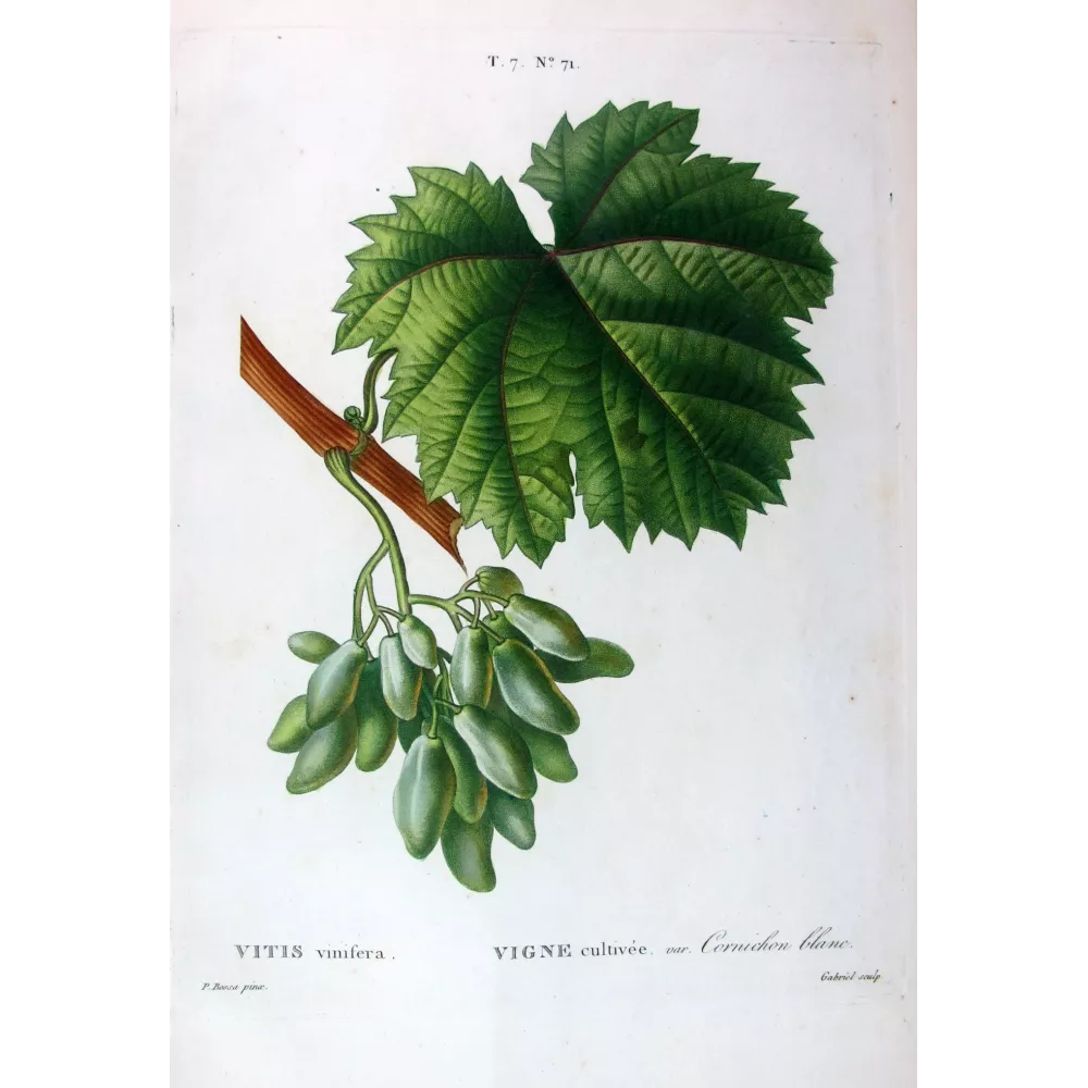 Common Grape Vine Vitis vinifera | Bessa Botanical Print Common Grape Vine Vitis vinifera | Bessa Botanical Print