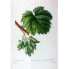 Grape vine, Cornichon blanc (*Vitis vinifera*), Antique botanical print by Bessa (c.1801-1819)