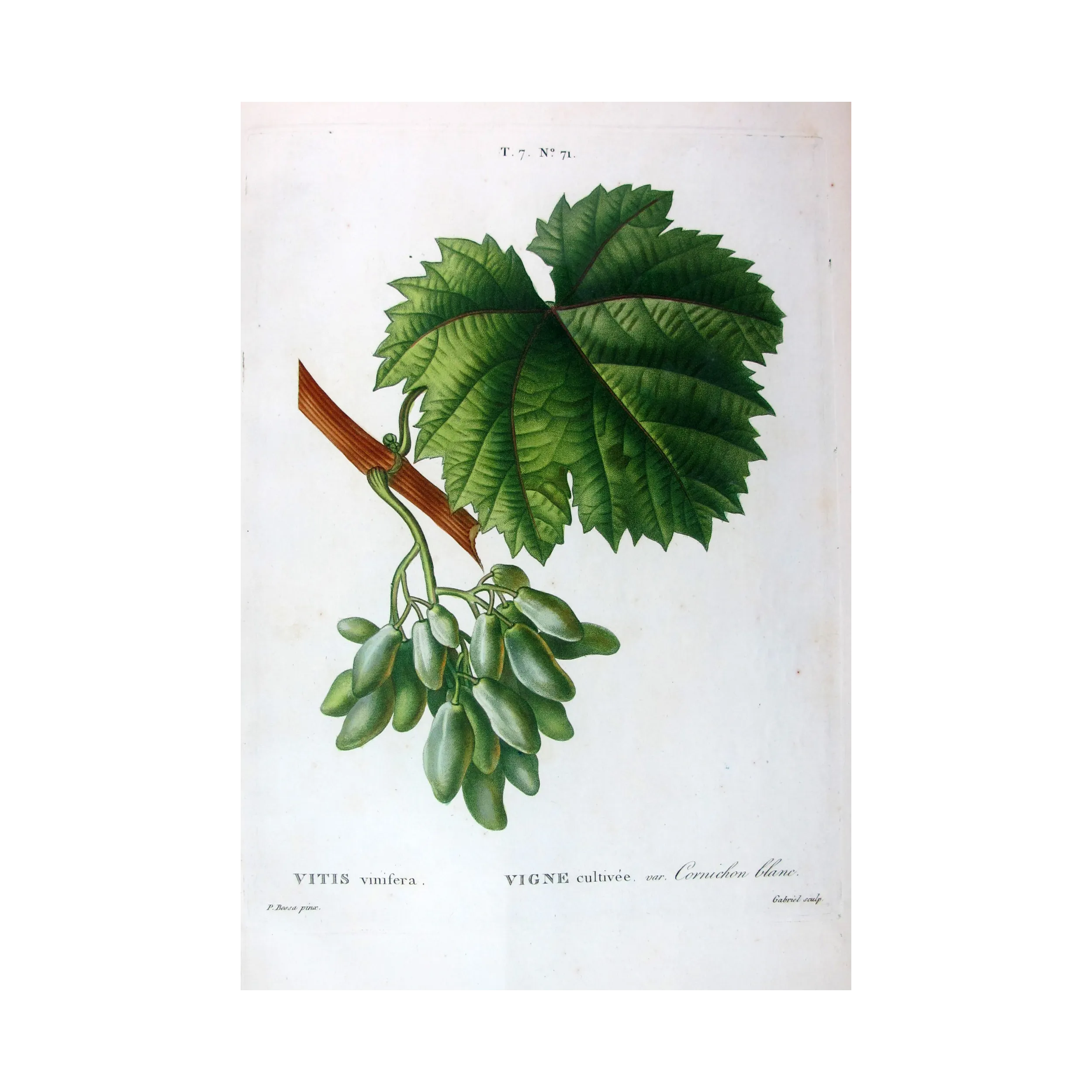 Antique Botanical Print – Pancrace Bessa – Grape vine, Cornichon blanc