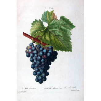 Chasselas Grape Vine  Vitis vinifera | Bessa Botanical Print