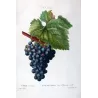 Grape vine, Chasselas noir (*Vitis vinifera*), Antique botanical print by Bessa  (c.1801-1819)