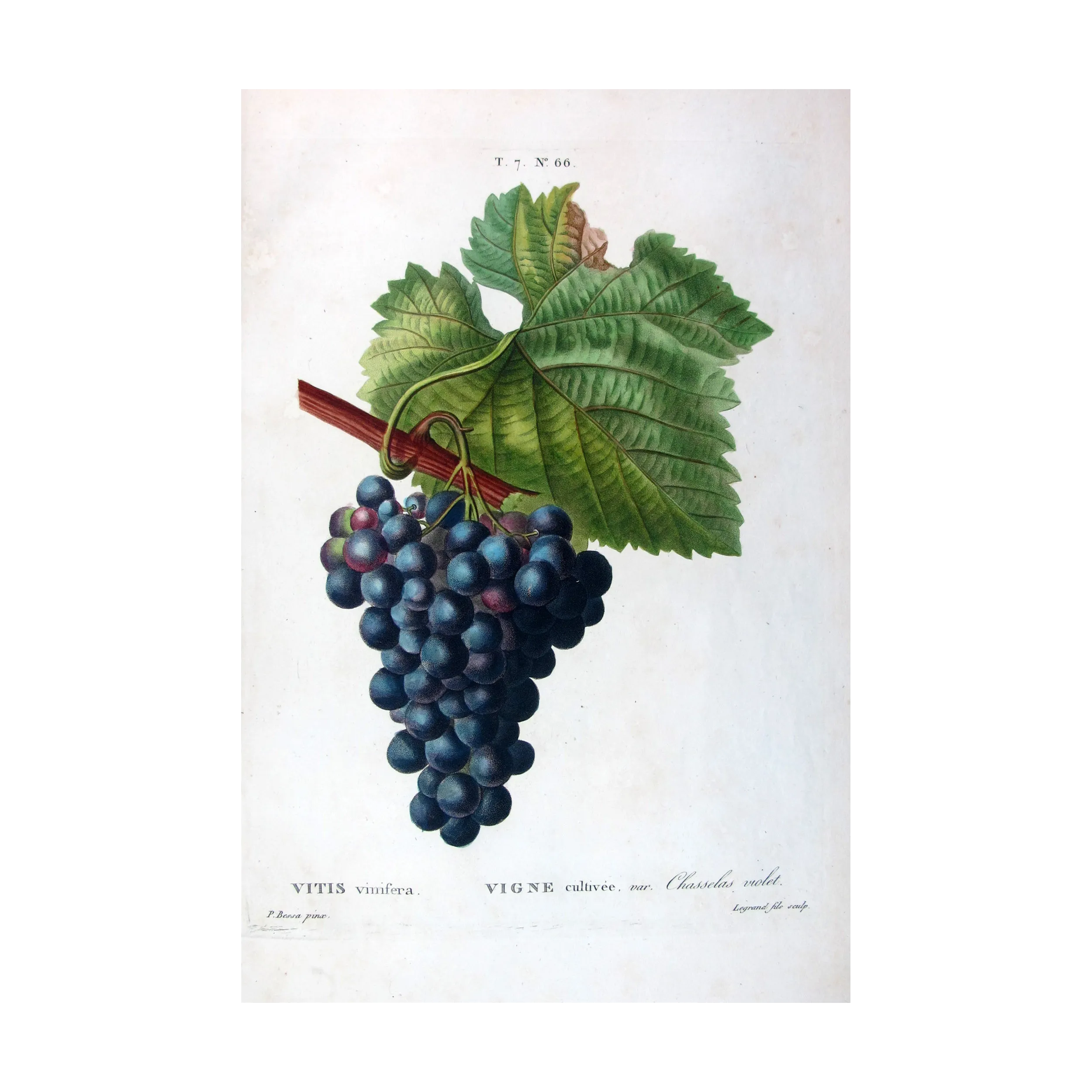 Antique Botanical Print – Pancrace Bessa – Grape vine, Chasselas noir