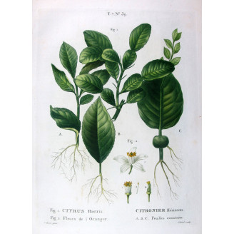 Citrus Decumana  Pomelo Antique Print by Bessa | Prantique