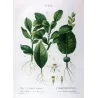 Grapefruit (*Citrus Decumana*), Citronnier Pompelmousse, Antique botanical print by Bessa  (c.1801-1819)