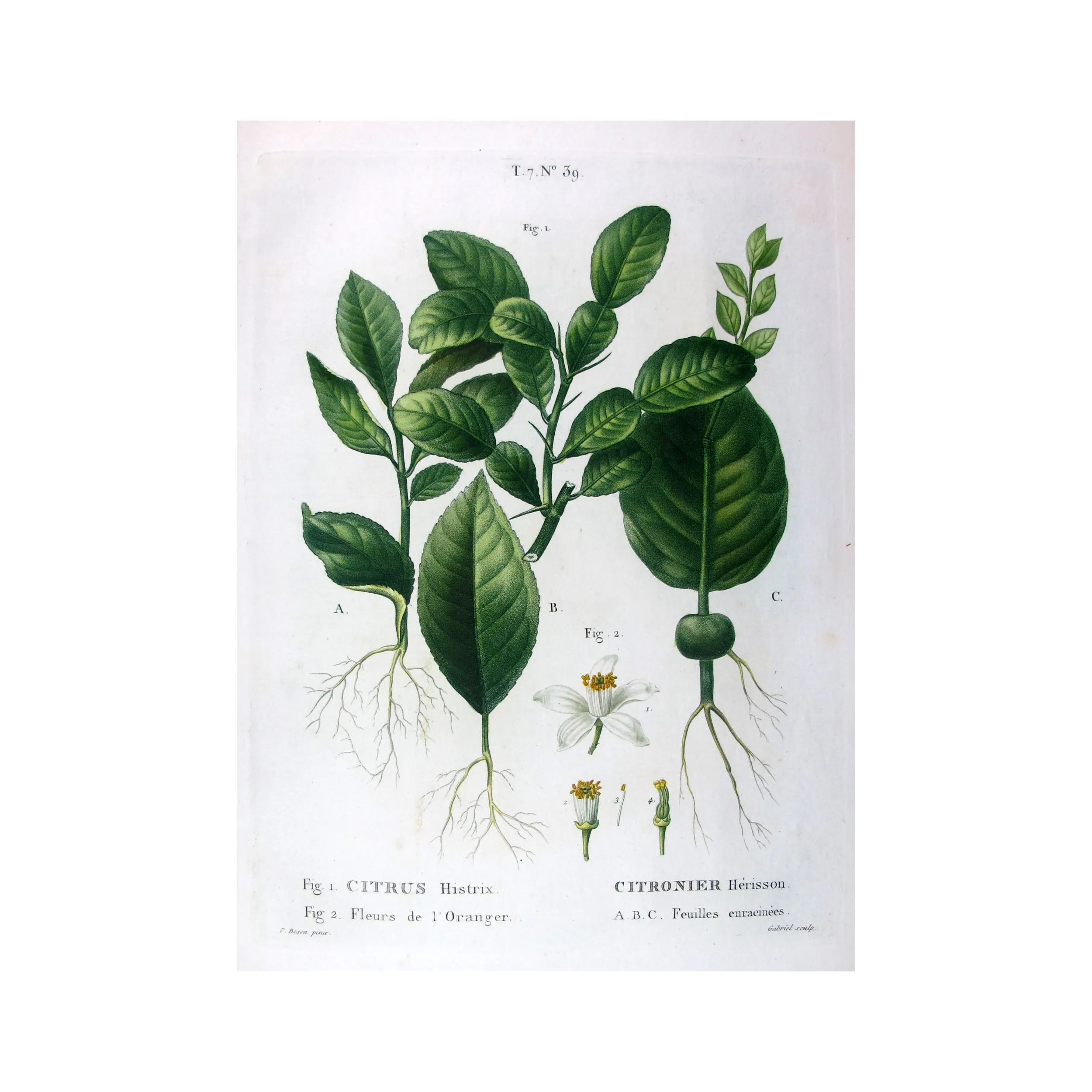 Antique Botanical Print – Pancrace Bessa – Grapefruit