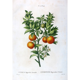 Citrus tree Bigaradia Sinensis - Original Botanical Print by Bessa
