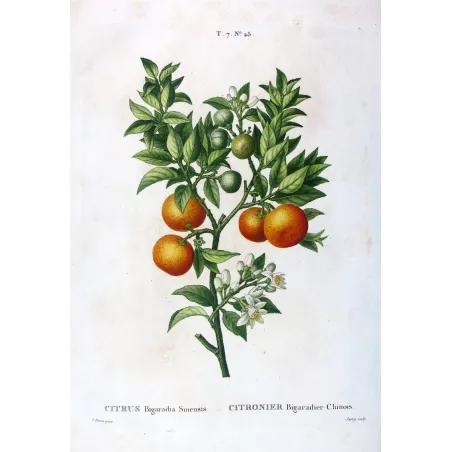 Citrus tree Bigaradia Sinensis - Original Botanical Print by Bessa