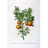 Lemon tree (*Bigaradia Sinensis*), Citronnier Bigaradier Chinois,Antique botanical print by Bessa (c.1801-1819)