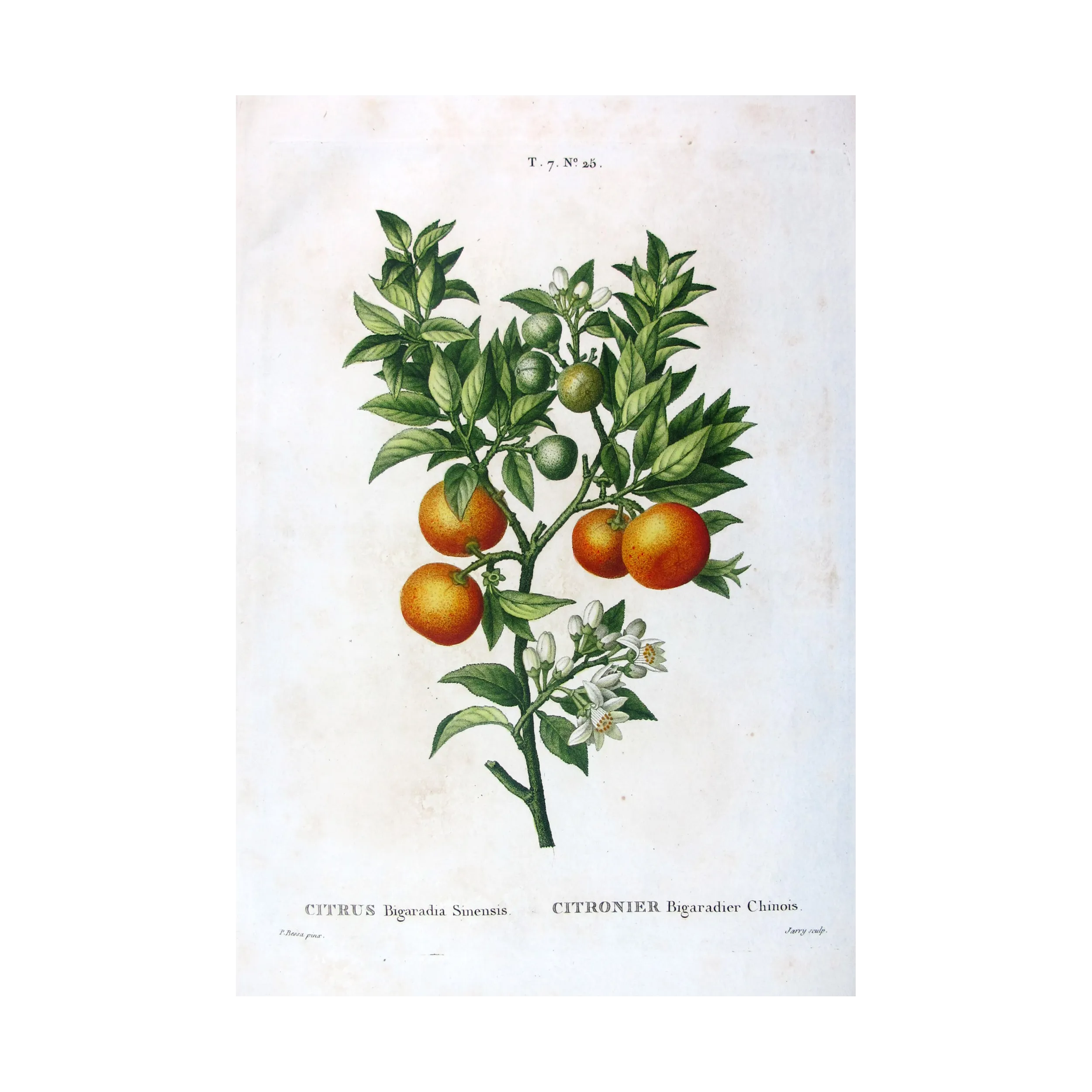 Antique Botanical Print – Pancrace Bessa – Lemon tree