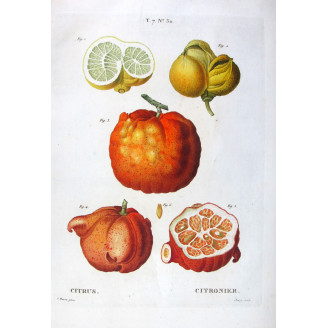 Citrus tree - Original Botanical Print by Bessa