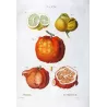 Lemon  Orange Fruits, Citronnier, Antique botanical print by Bessa  (c.1801-1819)