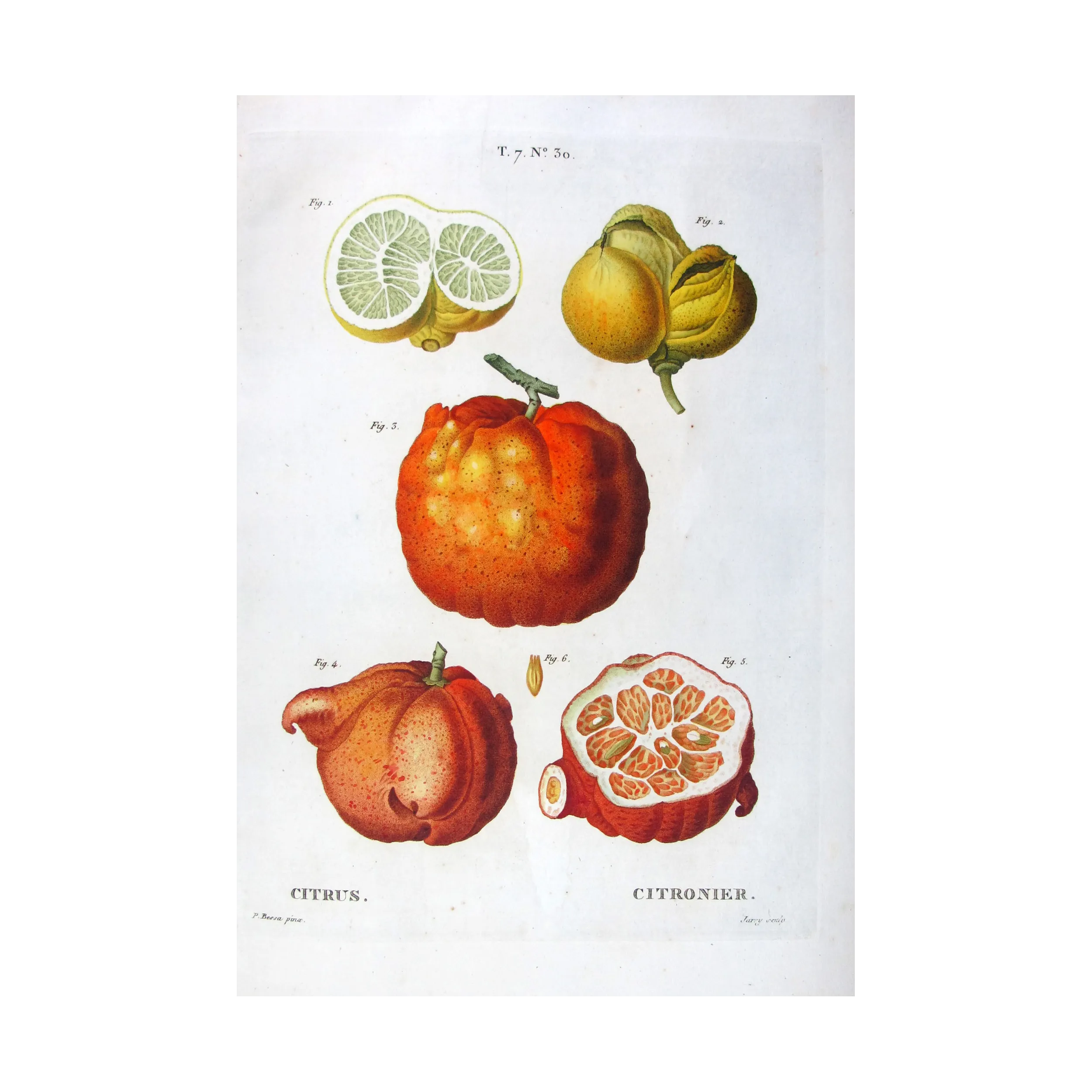 Antique Botanical Print – Pancrace Bessa – Lemon  Orange Fruits, Citronnier, Antique botanical print by Bessa