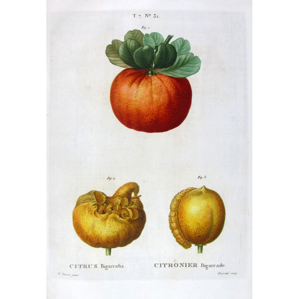 Citrus tree Bigaradia - Original Botanical Print by Bessa Citrus tree Bigaradia - Original Botanical Print by Bessa