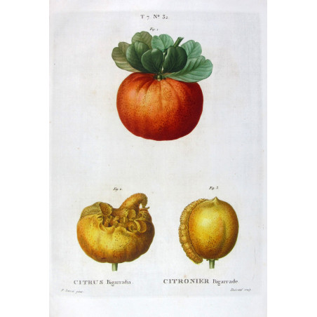 Citrus tree Bigaradia - Original Botanical Print by Bessa