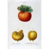 Citrus tree (*Bigaradia*), Citronnier Bigarrade, Antique botanical print by Bessa (c.1801-1819)
