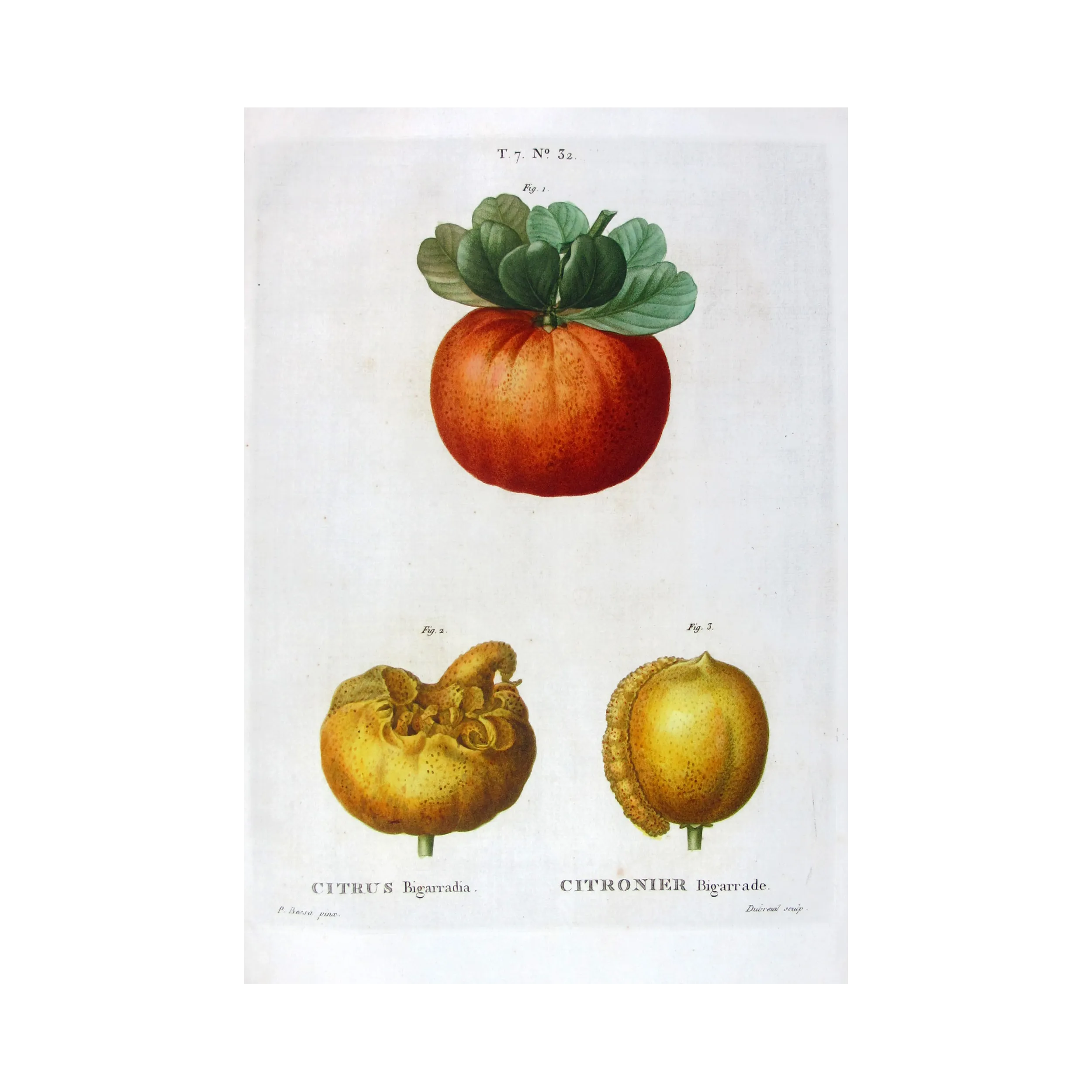 Antique Print by Pancrace Bessa – Citrus tree (Bigaradia)