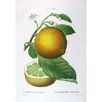 Citrus tree Decumana - Original Botanical Print by Bessa