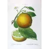 Lemon Tree (*Citrus Decumana*), Citronnier Pompelmouse, Antique botanical print by Bessa (c.1801-1819)