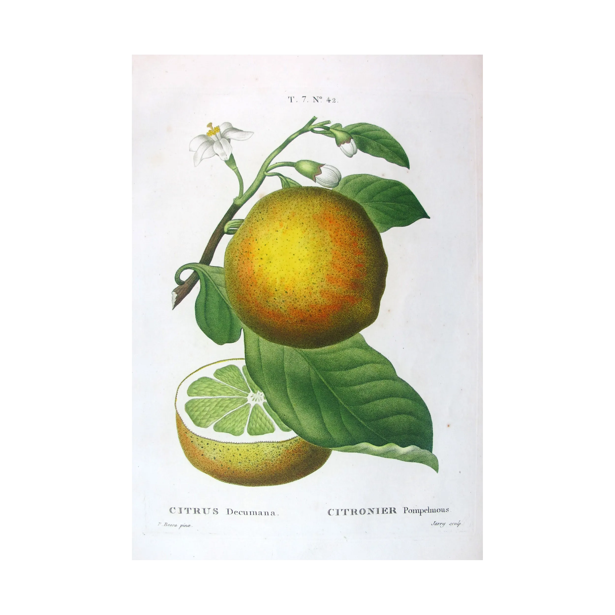 Antique Print by Pancrace Bessa – Lemon Tree (Citrus Decumana)