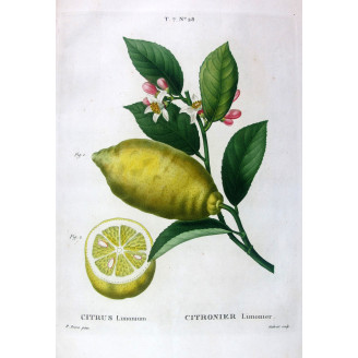 Citrus tree Lemon tree - Original Botanical Print by Bessa