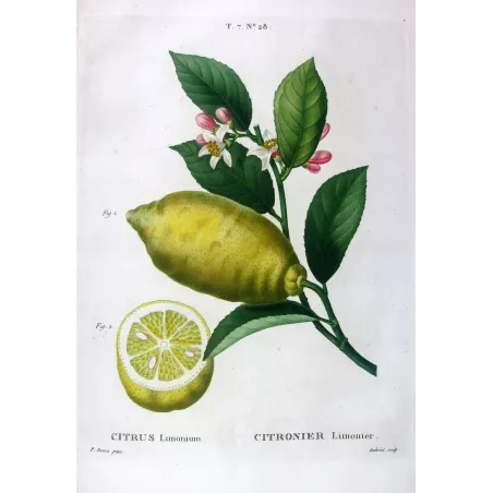 Citrus tree Lemon tree - Original Botanical Print by Bessa