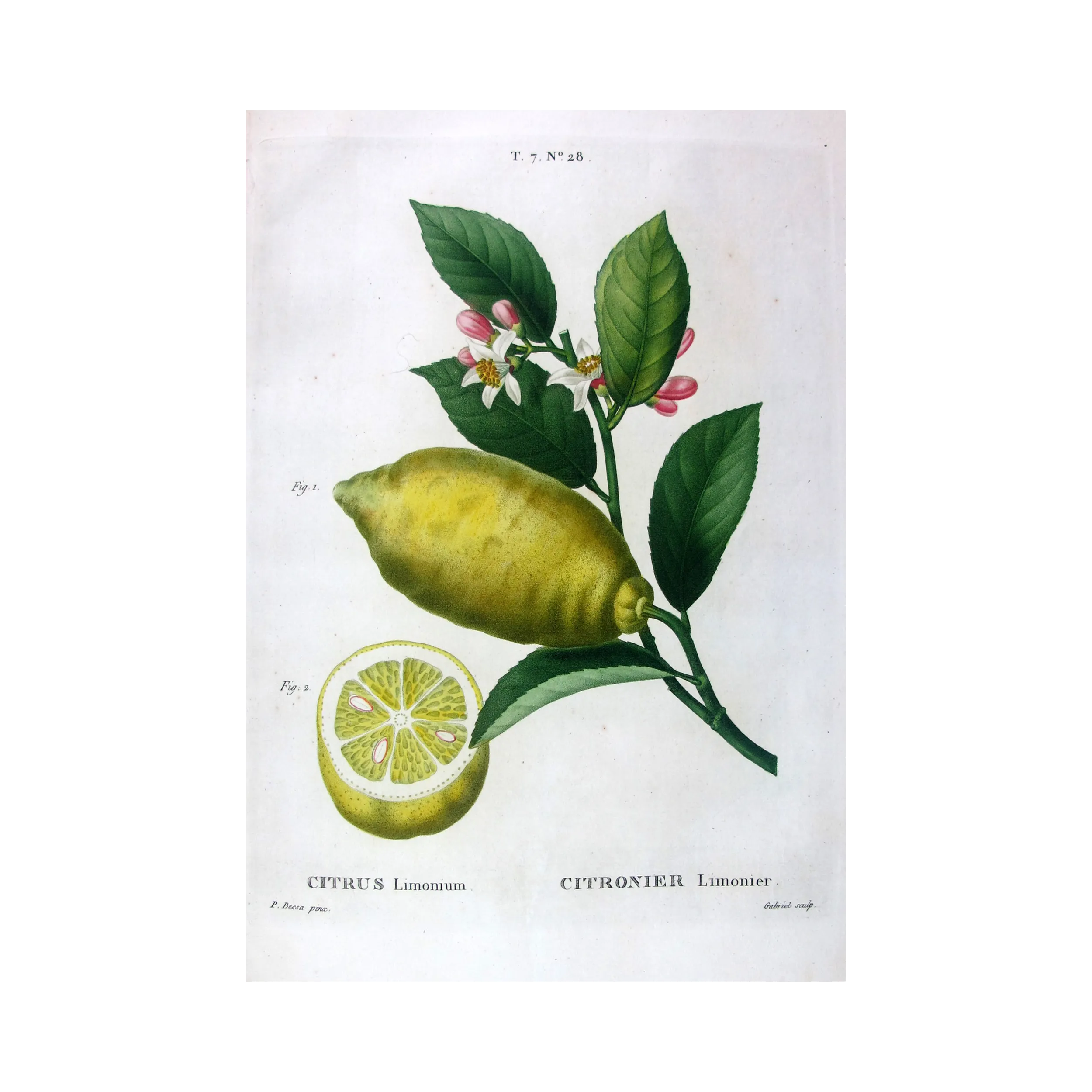 Antique Print by Pancrace Bessa – Lemon Tree (Citrus)