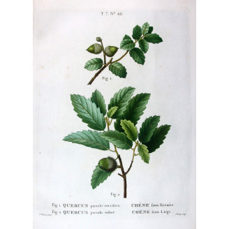 Quercus pseudo-coccifera, Quercus pseudo-suber  Hand-colored engraving by Bessa