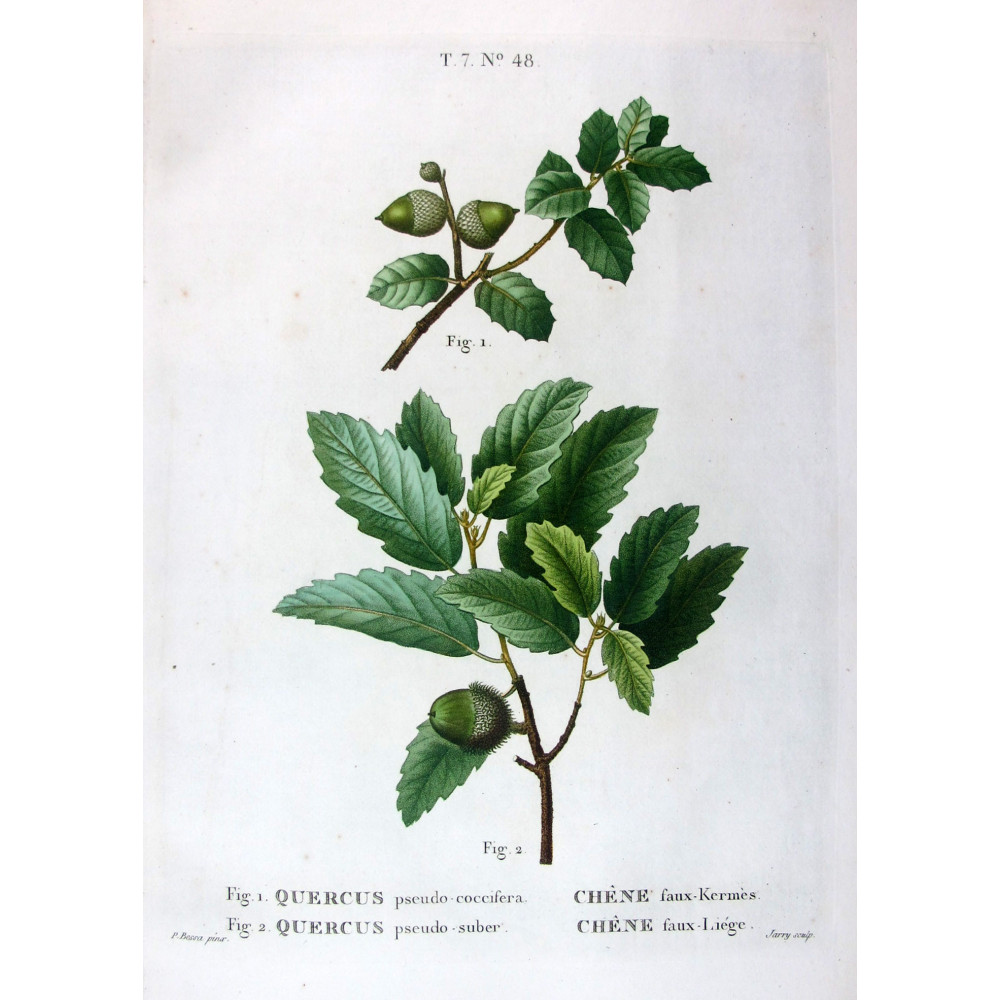 Quercus pseudo-coccifera, Quercus pseudo-suber Hand-colored engraving by Bessa Quercus pseudo-coccifera, Quercus pseudo-suber Hand-colored engraving by Bessa