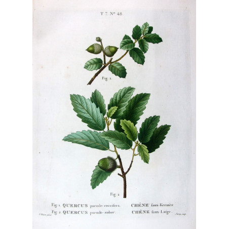Quercus pseudo-coccifera, Quercus pseudo-suber  Hand-colored engraving by Bessa