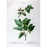 Cork Oak (*Quercus pseudo-coccifera*), (*Quercus pseudo-suber*),Chêne faux-Kermès, Chêne faux-Liège, by Bessa  (c.1801-1819)