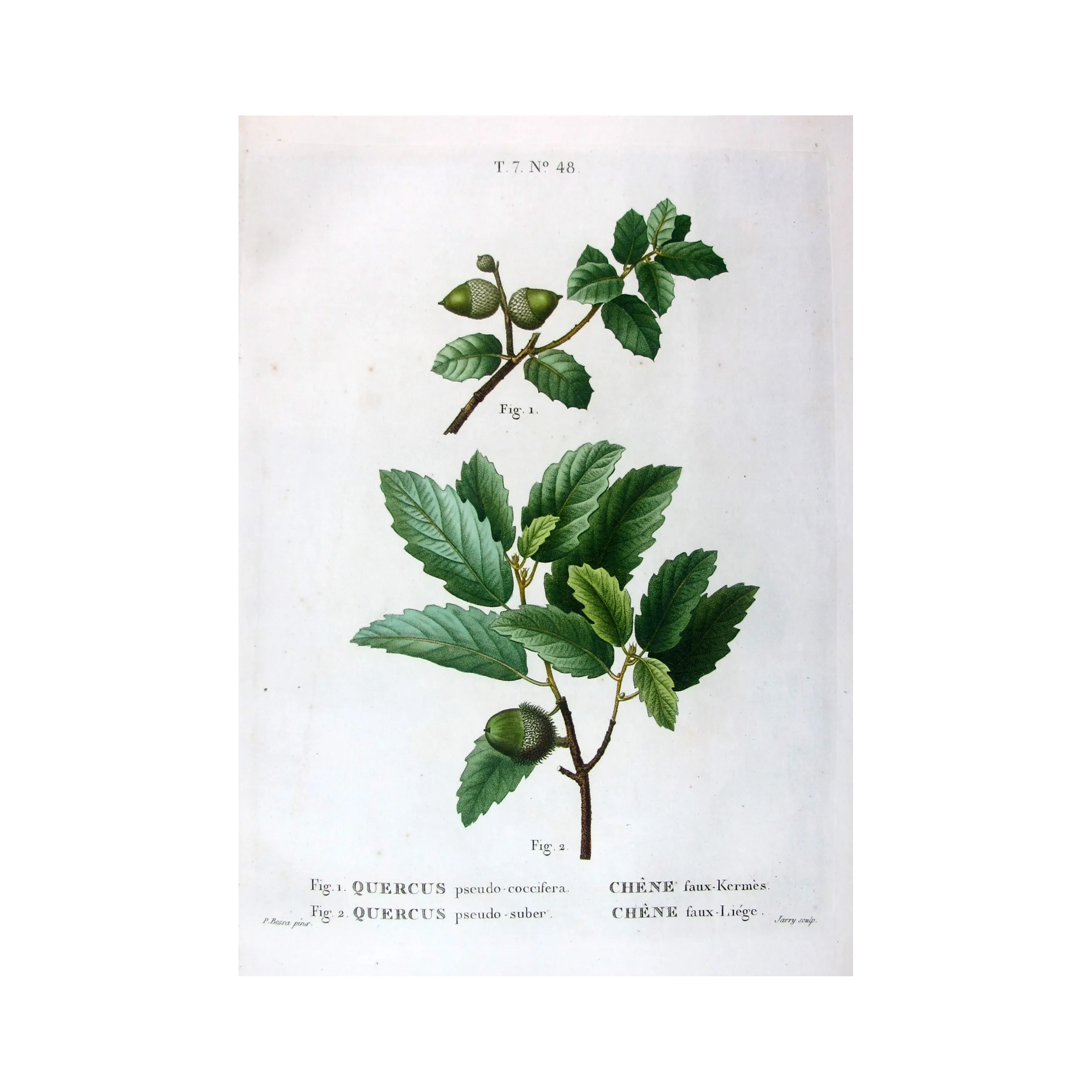 Antique Botanical Print – Pancrace Bessa – Cork Oak