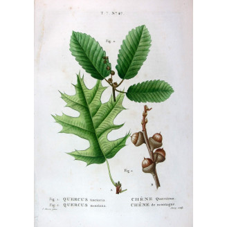 Quercus tinctoria, Quercus montana  Hand-colored engraving by Bessa
