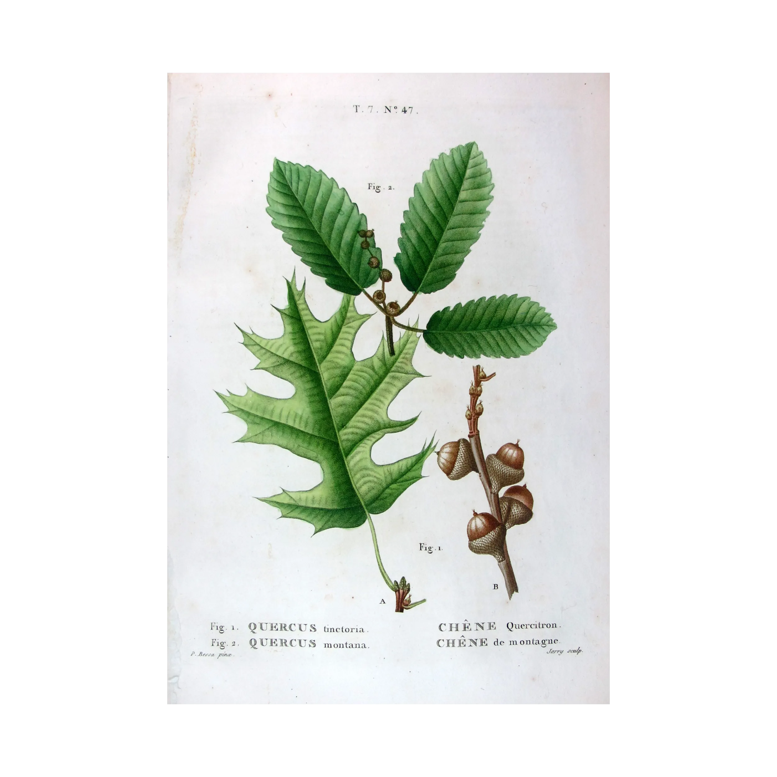 Antique Print by Pancrace Bessa – Black Oak (Quercus tinctoria)