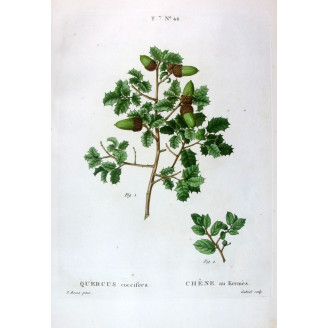 Quercus coccifera  Hand-colored engraving by Bessa