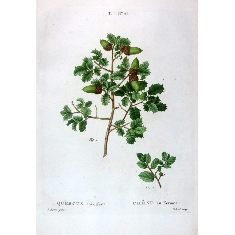 Quercus coccifera Hand-colored engraving by Bessa Quercus coccifera Hand-colored engraving by Bessa