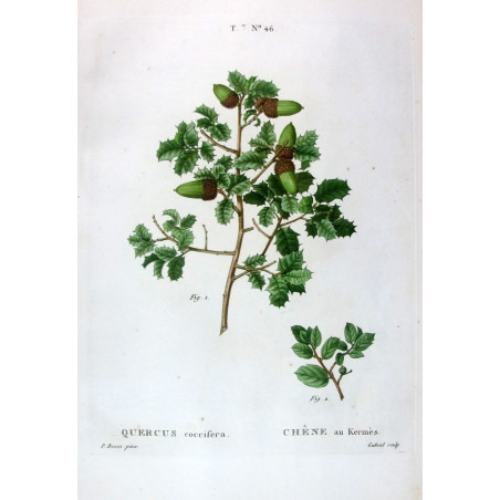 Quercus coccifera  Hand-colored engraving by Bessa