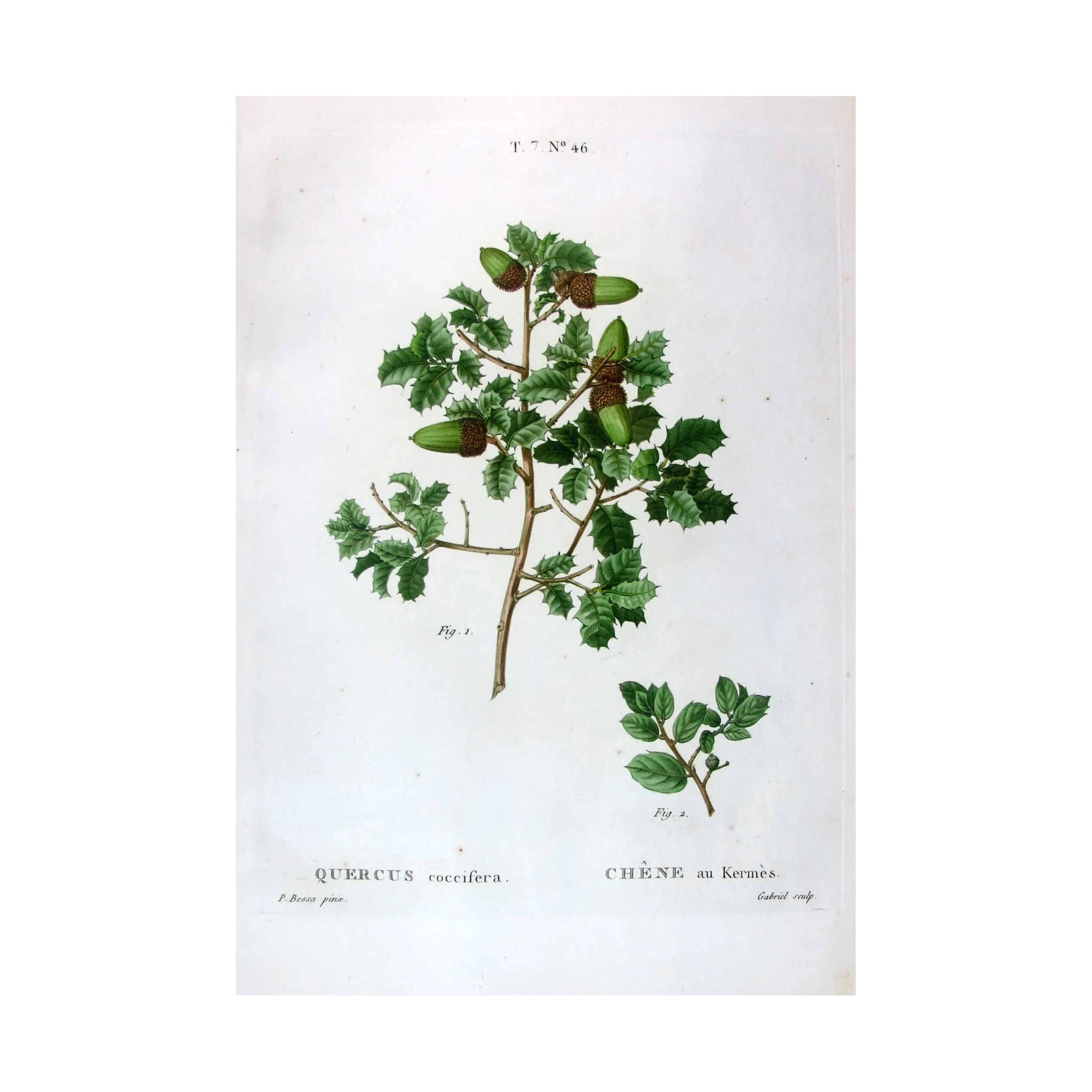 Antique Botanical Print – Pancrace Bessa – Kermes Oak