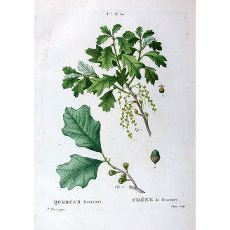 Quercus Banisteri  Hand-colored engraving by Bessa