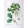 (*Quercus Banisteri*),Chêne de Banister, Antique botanical print by Bessa (c.1801-1819)