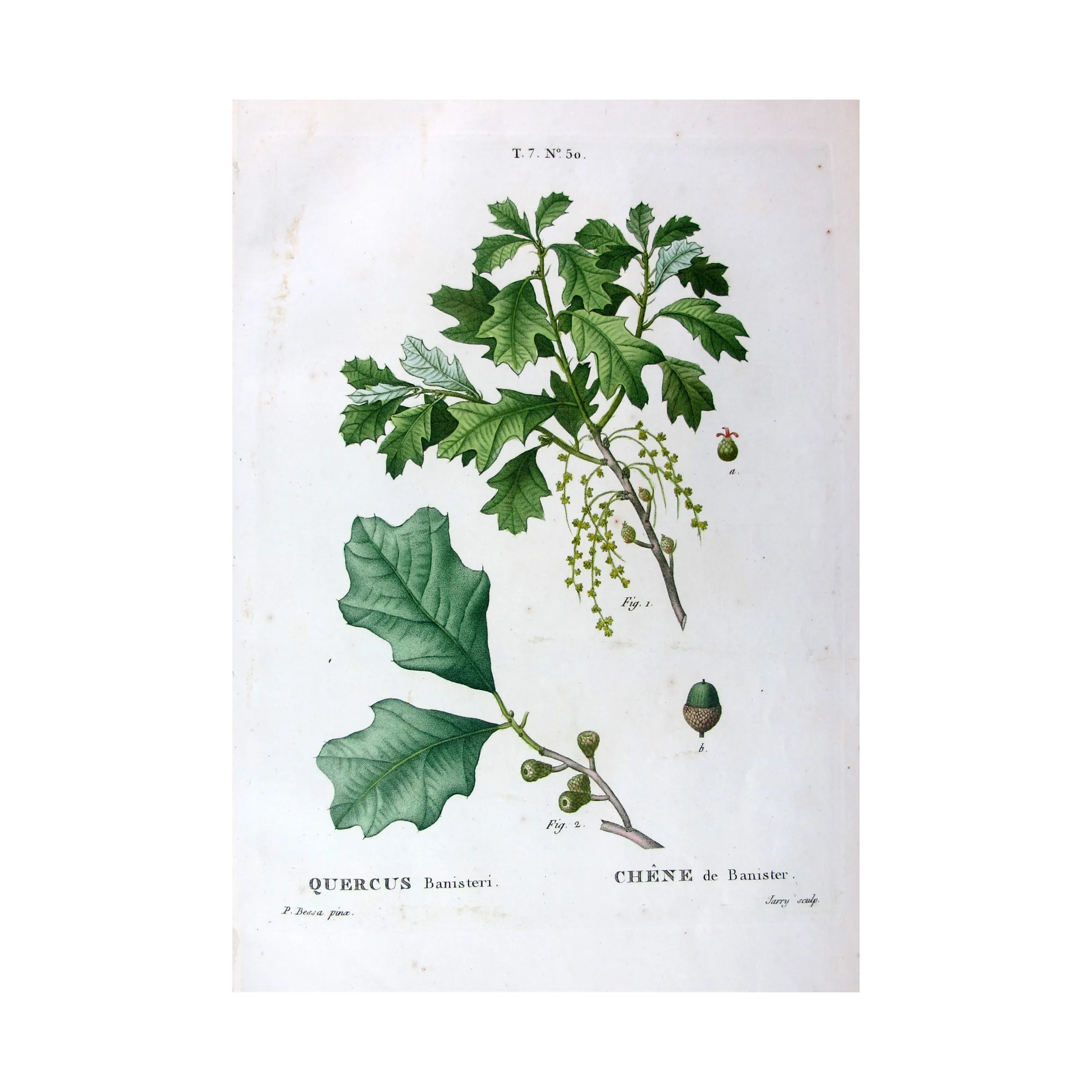 Quercus Banisteri  Hand-colored engraving by Bessa
