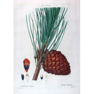 Pinus Pinea  Hand-colored engraving by Bessa