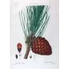 (*Pinus Pinea*), Pin Pignier, Antique botanical print by Bessa (c.1801-1819)