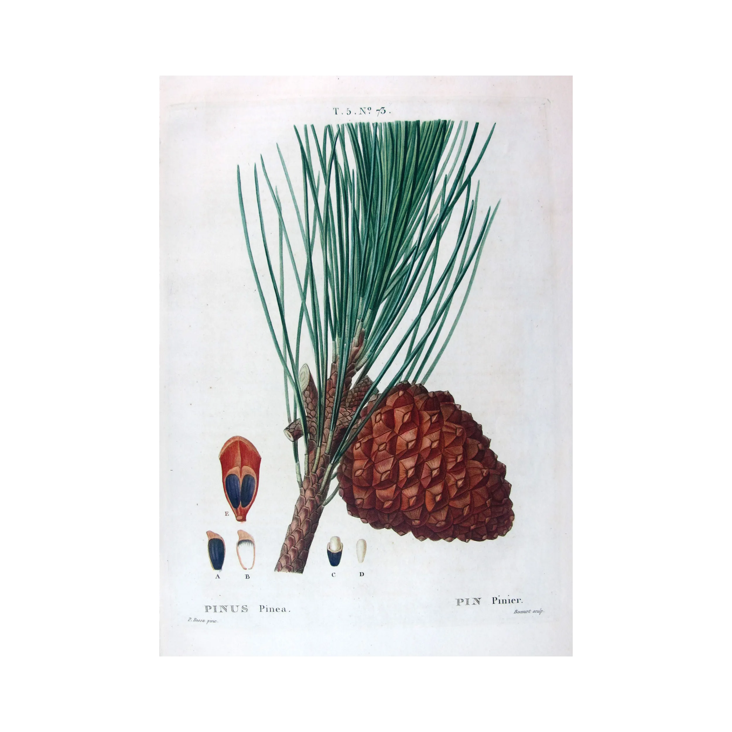 Antique Print by Pancrace Bessa –  (Pinus Pinea)
