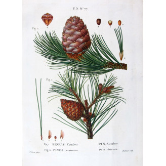 Pinus Cembra, Pinus resinosa  Hand-colored engraving by Bessa