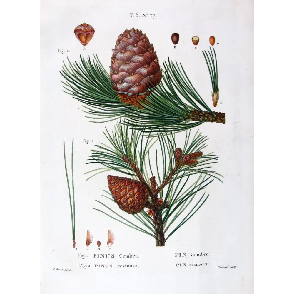 Pinus Cembra, Pinus resinosa Hand-colored engraving by Bessa Pinus Cembra, Pinus resinosa Hand-colored engraving by Bessa