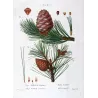 Swiss Pine (*Pinus Cembra*), (*Pinus resinosa*)Pin Cembro, Pin résineux, Antique botanical print by Bessa  (c.1801-1819)