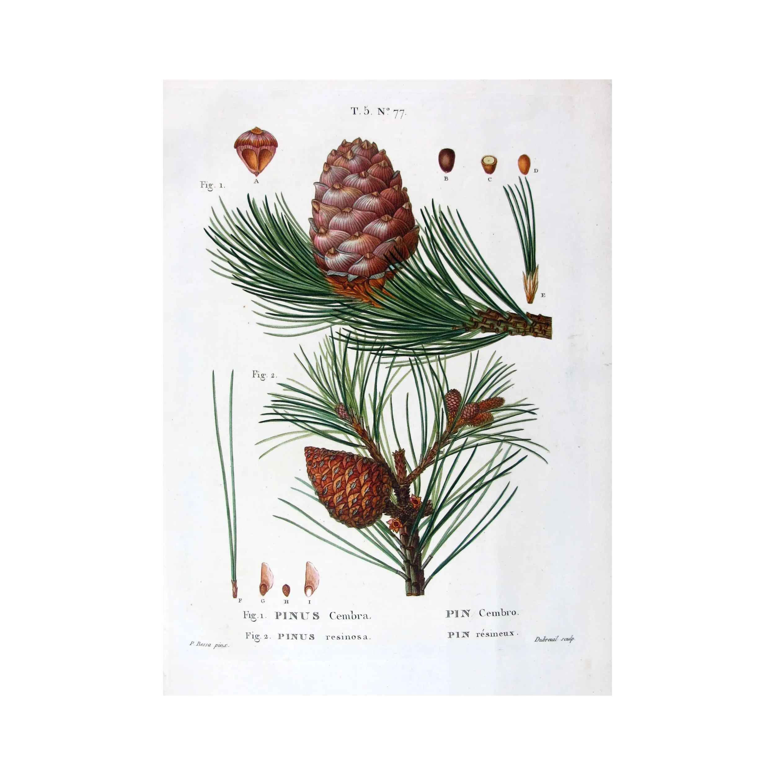Antique Print by Pancrace Bessa – Swiss Pine (Pinus Cembra)