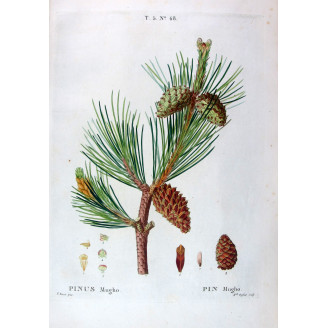 Pinus Mugho  Hand-colored engraving by Bessa